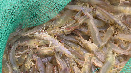 產量翻30余倍！科技賦能，三門南美白對蝦實現全年穩定供應