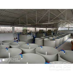 貴州循環(huán)水養(yǎng)殖項(xiàng)目 工廠化水循環(huán)系統(tǒng)推動(dòng)高密度養(yǎng)魚養(yǎng)蝦發(fā)展