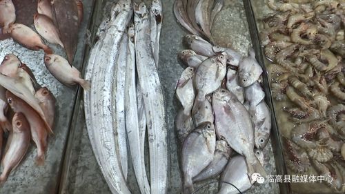 伏季休漁期臨高水產(chǎn)品供應(yīng)充足價格穩(wěn)定，水產(chǎn)品養(yǎng)殖產(chǎn)業(yè)顯活力