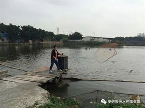 出魚高峰期的科學(xué)捕撈與運輸 確保水產(chǎn)品安全無損耗