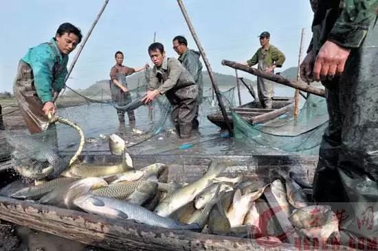 2021水產(chǎn)養(yǎng)殖機(jī)遇與挑戰(zhàn) 早布局，穩(wěn)增收