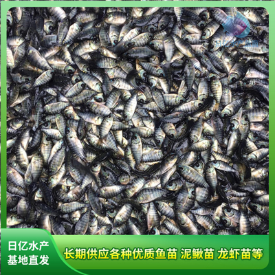 水產(chǎn)養(yǎng)殖新篇章 廣州市花都區(qū)赤坭日億水產(chǎn)魚苗養(yǎng)殖場(chǎng)的專業(yè)探索