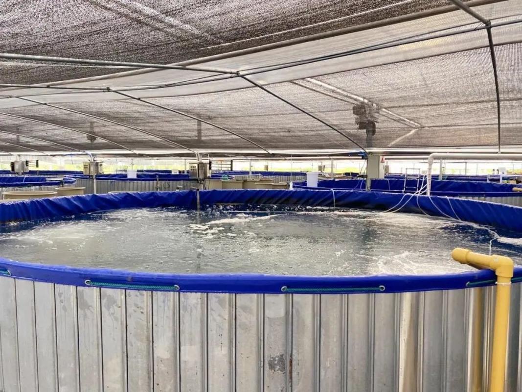 上海探索“養殖小區”新模式，高端水產品迎來工廠化春天